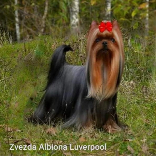 Zvezda Albiona &mdash; Labaza DogPedigree YorkshireTerrier