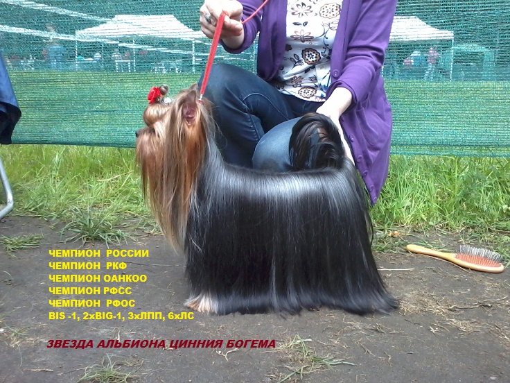 Zvezda Albiona ZVEZDA ALBIONA TSINNIYA BOGEMA &mdash; Labaza DogPedigree YorkshireTerrier