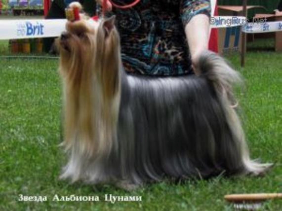 Zvezda Albiona ZVEZDA ALBIONA TSUNAMI &mdash; Labaza DogPedigree YorkshireTerrier