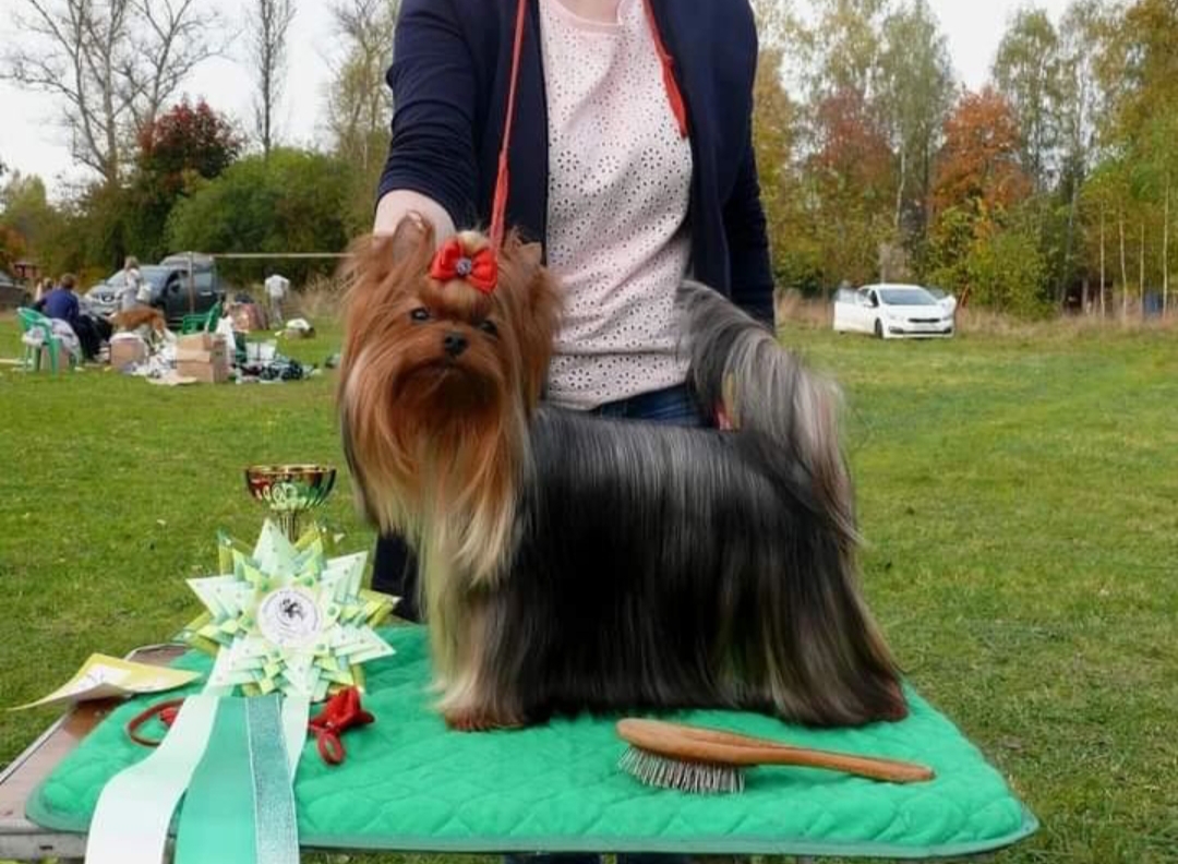 Zvezda Albiona ZVEZDA ALBIONA LIFE LIBERTY &mdash; Labaza DogPedigree YorkshireTerrier