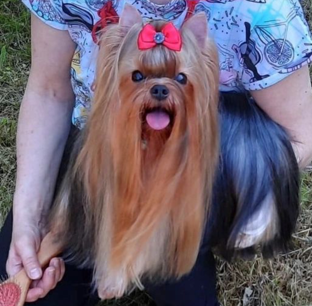 Zvezda Albiona ZVEZDA ALBIONA LEGENDA &mdash; Labaza DogPedigree YorkshireTerrier