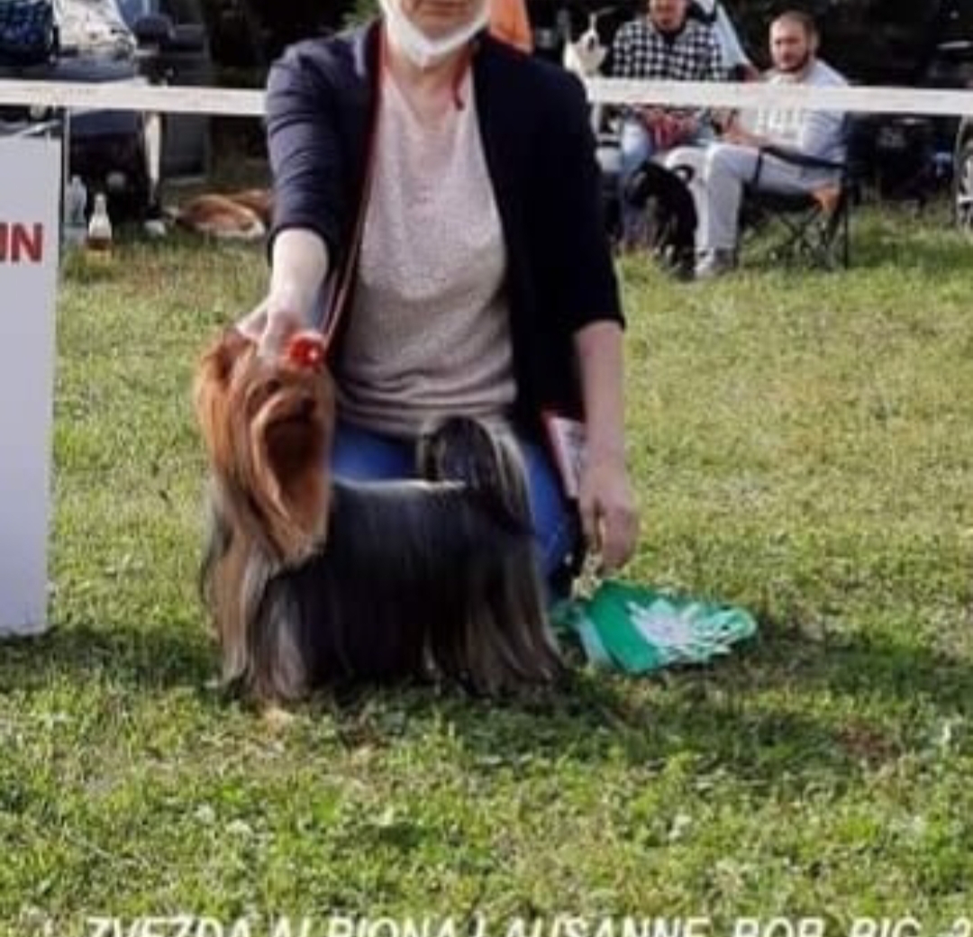 Zvezda Albiona ZVEZDA ALBIONA LOUSANNE &mdash; Labaza DogPedigree YorkshireTerrier
