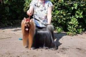 Zvezda Albiona ZVEZDA ALBIONA BOHEMIYA &mdash; Labaza DogPedigree YorkshireTerrier