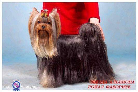 Zvezda Albiona ZVEZDA ALBIONA ROYAL FAVOURITE &mdash; Labaza DogPedigree YorkshireTerrier