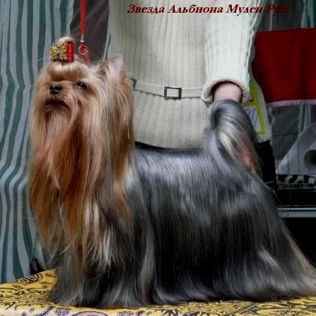 Zvezda Albiona ZVEZDA ALBIONA MULEN RUZH &mdash; Labaza DogPedigree YorkshireTerrier
