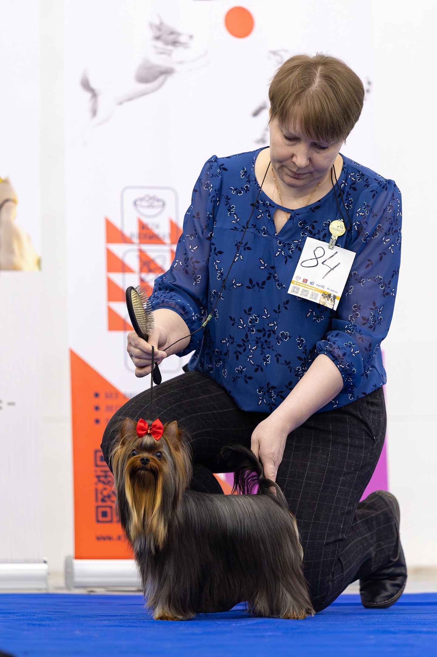 Zvezda Albiona ZVEZDA ALBIONA SPACE &mdash; Labaza DogPedigree YorkshireTerrier