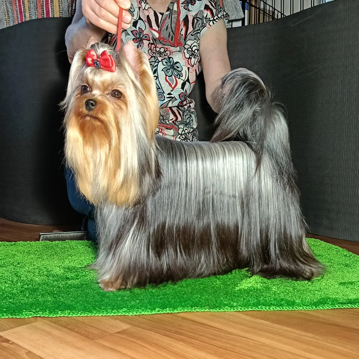 Zvezda Albiona ZVEZDA ALBIONA SILK QUEEN &mdash; Labaza DogPedigree YorkshireTerrier