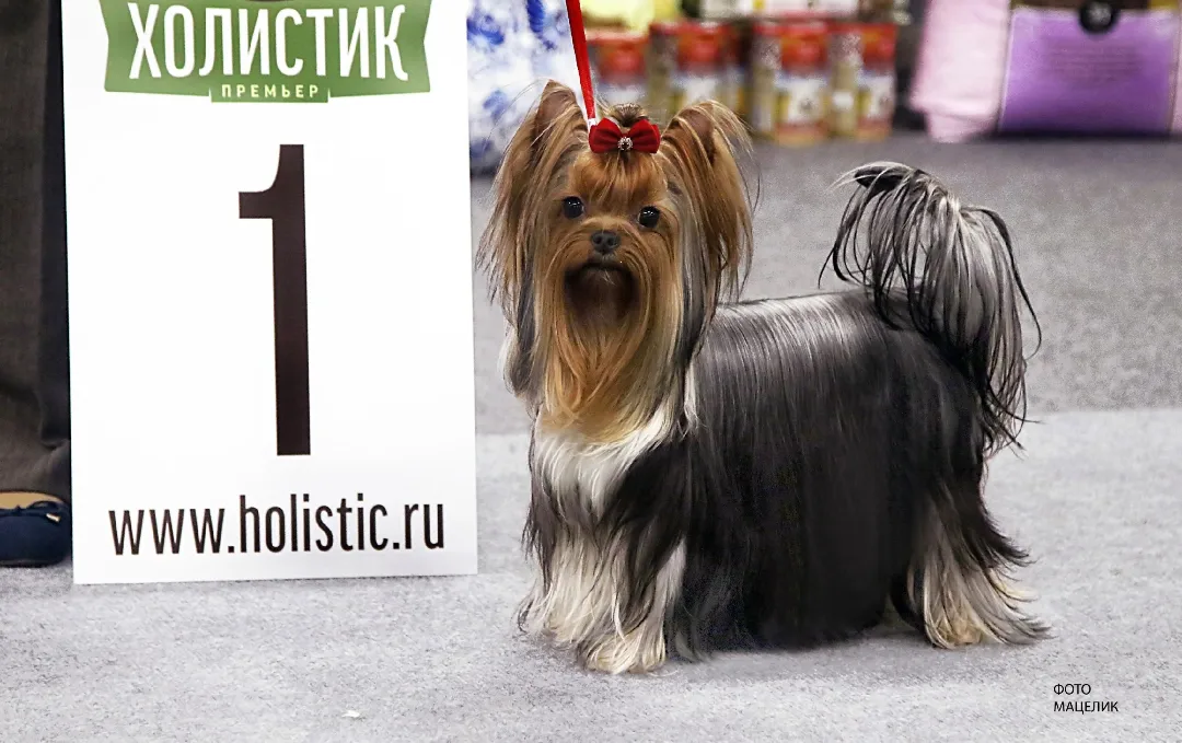 Zvezda Albiona ZVEZDA ALBIONA NOBLE LADY &mdash; Labaza DogPedigree YorkshireTerrier