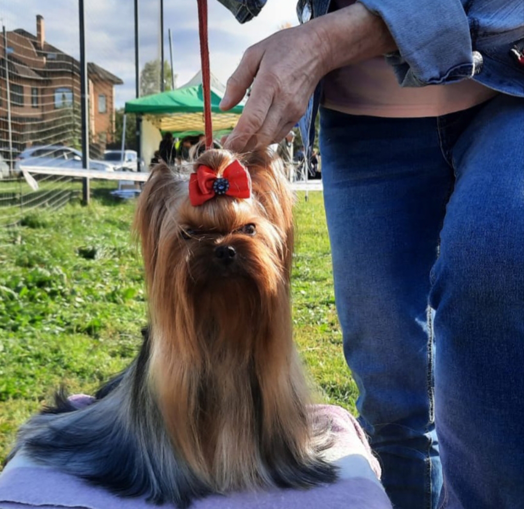 Zvezda Albiona ZVEZDA ALBIONA AFINA &mdash; Labaza DogPedigree YorkshireTerrier