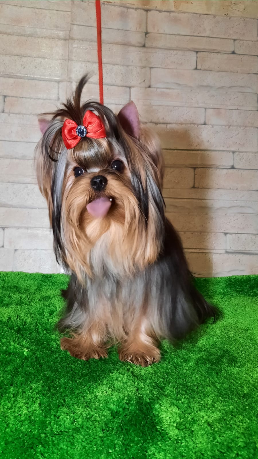 Zvezda Albiona ZVEZDA ALBIONA GUERLAIN &mdash; Labaza DogPedigree YorkshireTerrier