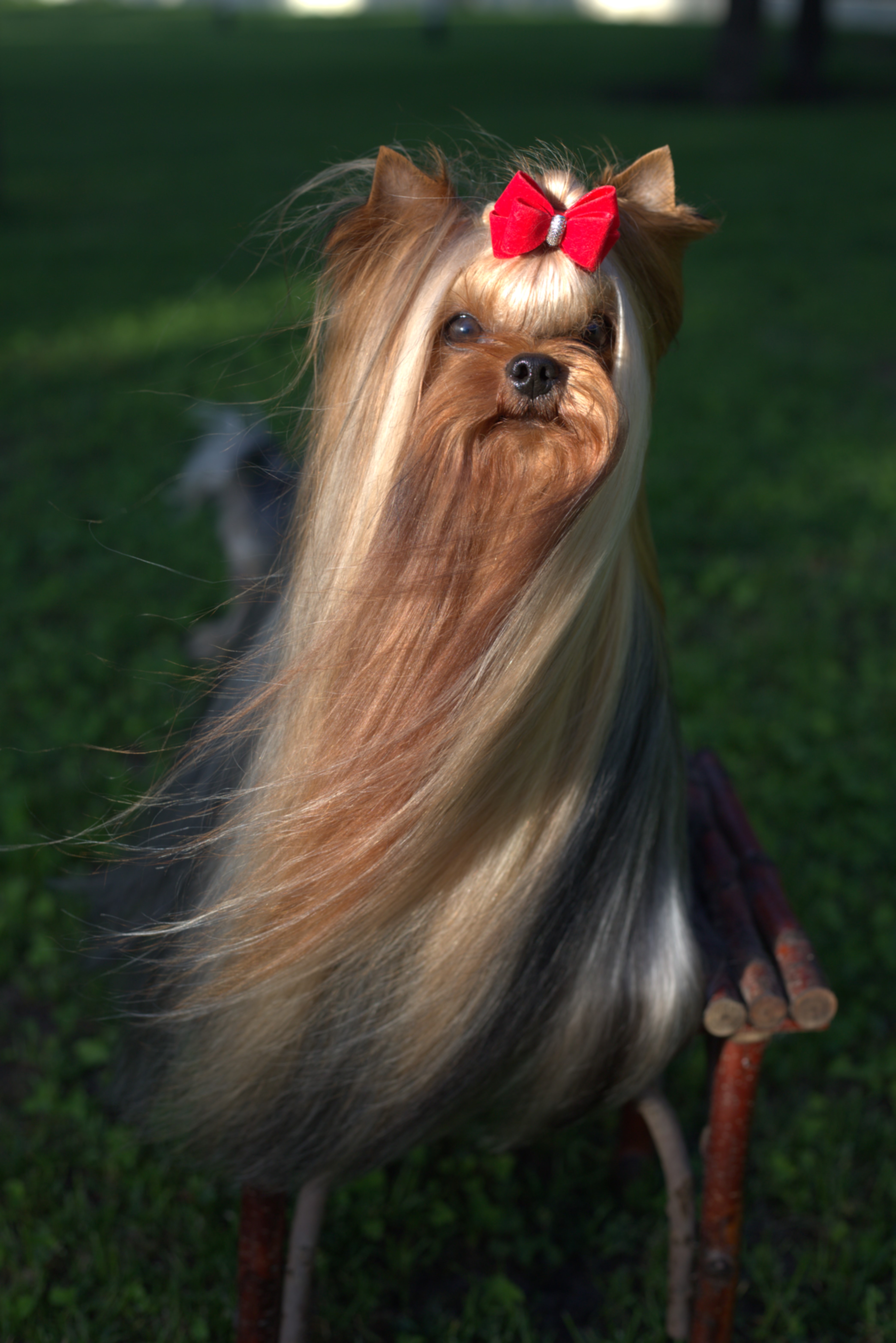 Laranta LARANTA ELEGANT STYLE &mdash; Labaza DogPedigree YorkshireTerrier