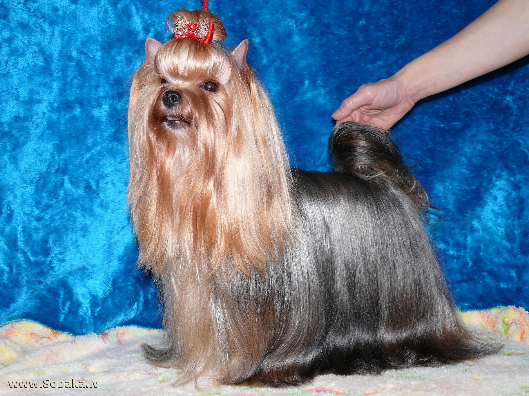 Zvezda Albiona HEPPI MONTI &mdash; Labaza DogPedigree YorkshireTerrier