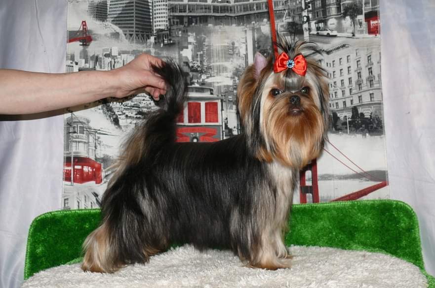 Zvezda Albiona ZVEZDA ALBIONA CHANEL &mdash; Labaza DogPedigree YorkshireTerrier