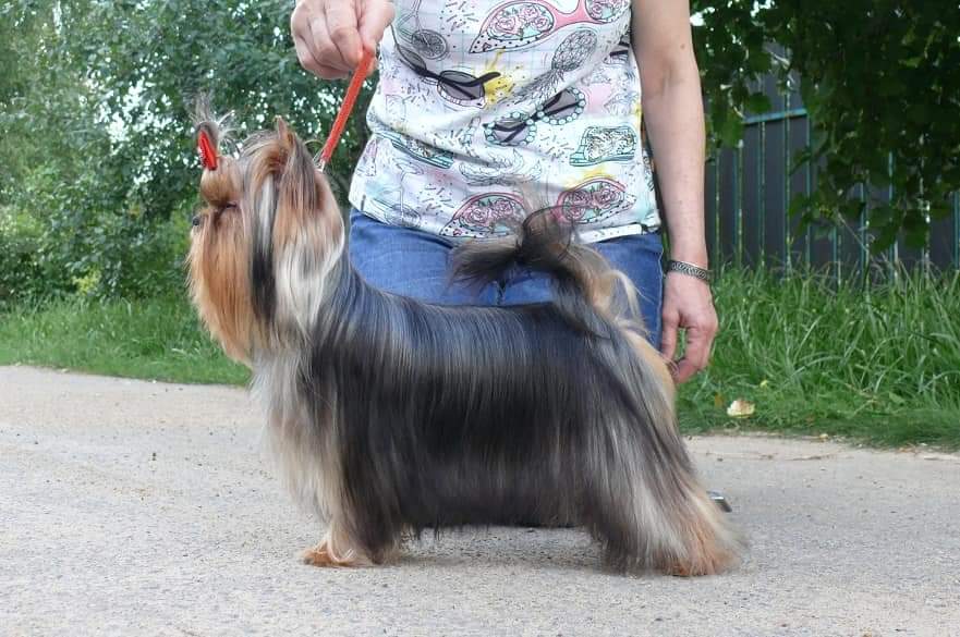 Zvezda Albiona ZVEZDA ALBIONA GWEN STEFANI &mdash; Labaza DogPedigree YorkshireTerrier