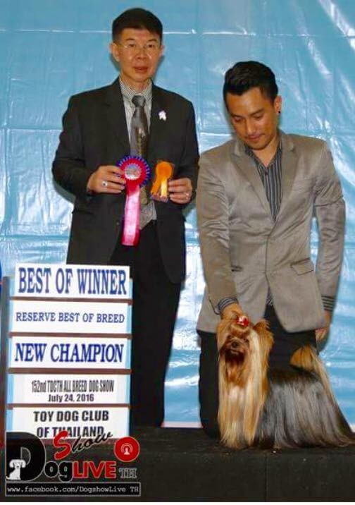Zvezda Albiona ZVEZDA ALBIONA SIR PERSIVAL &mdash; Labaza DogPedigree YorkshireTerrier