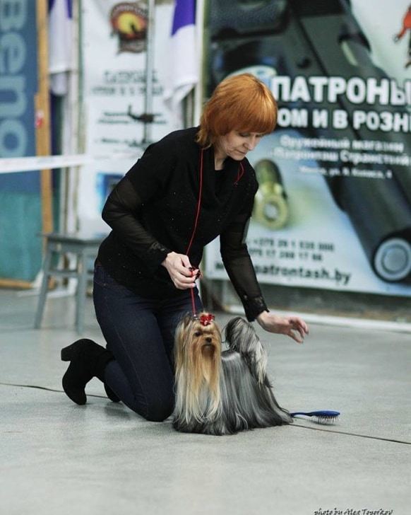  ZVEZDA ALBIONA SUZI QUATRO &mdash; Labaza DogPedigree YorkshireTerrier