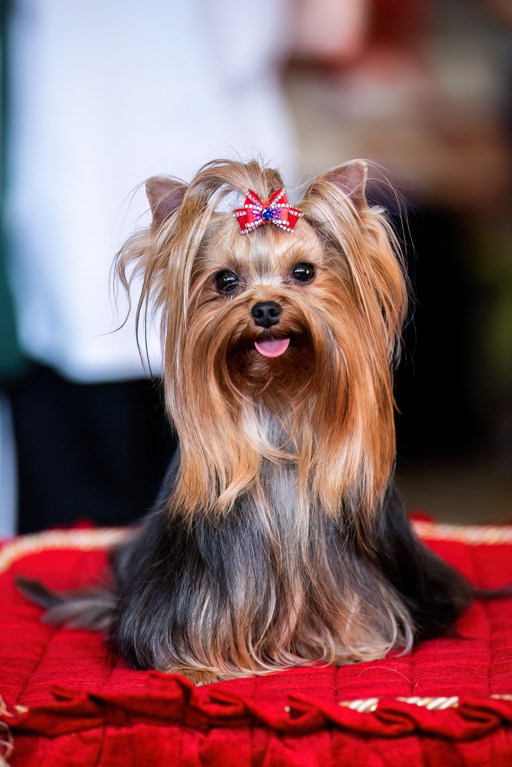  ZABAVA SHIKARNAYA DAMA &mdash; Labaza DogPedigree YorkshireTerrier