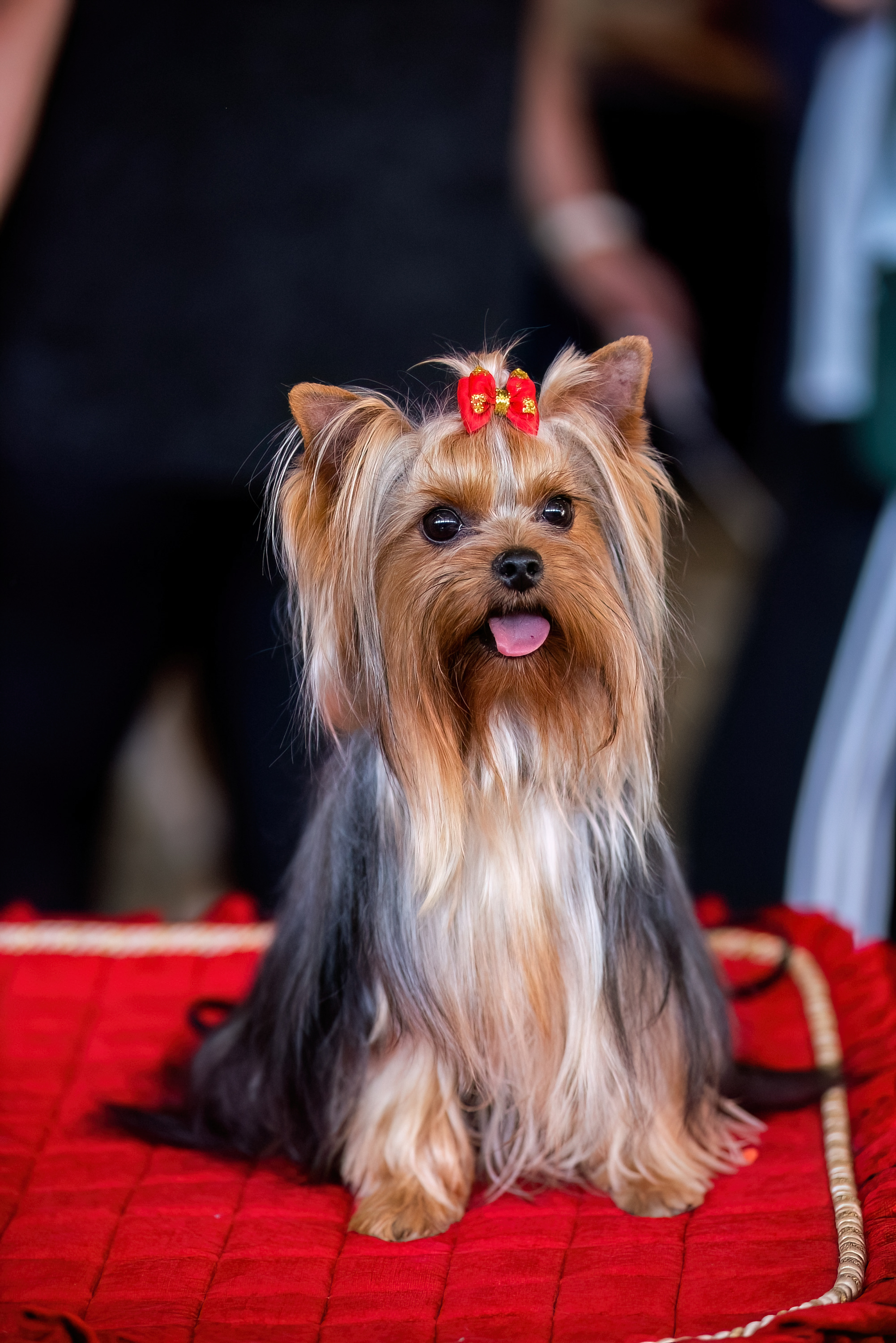 TANEC RUMBA &mdash; Labaza DogPedigree YorkshireTerrier