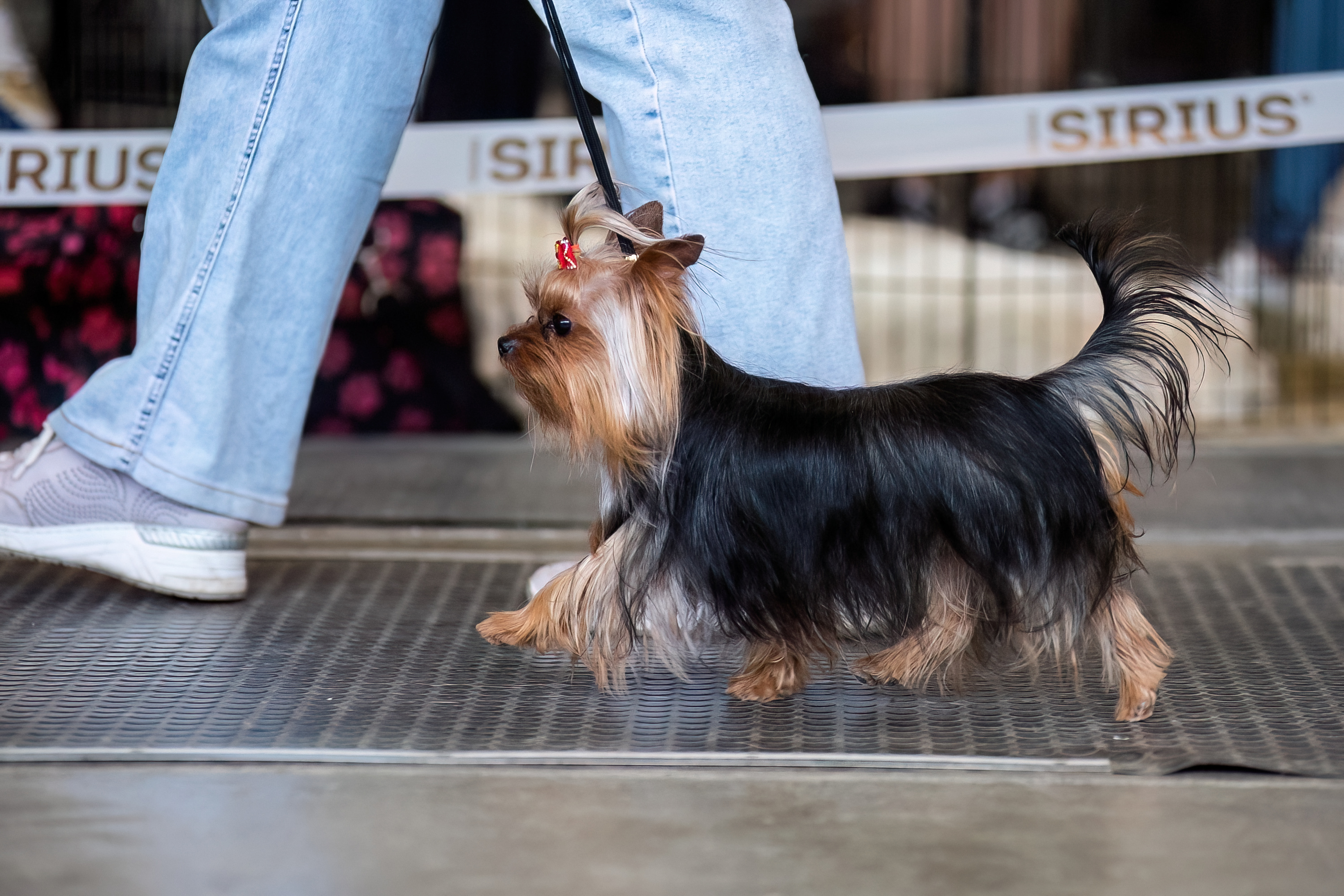  TYLE JAKE &mdash; Labaza DogPedigree YorkshireTerrier