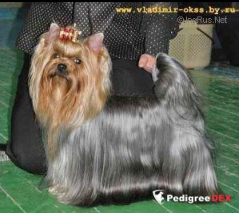 RUS AIZLEN VANDERFUL FO YU