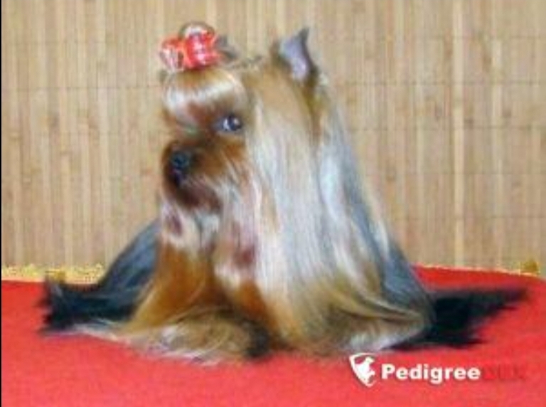 Royal Boutique ROYAL BOUTIQUE NAVIGATOR'S PRESENT &mdash; Labaza DogPedigree YorkshireTerrier