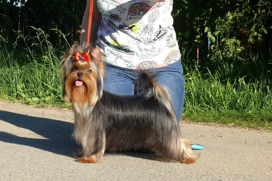Zvezda Albiona ZVEZDA ALBIONA STEFA &mdash; Labaza DogPedigree YorkshireTerrier
