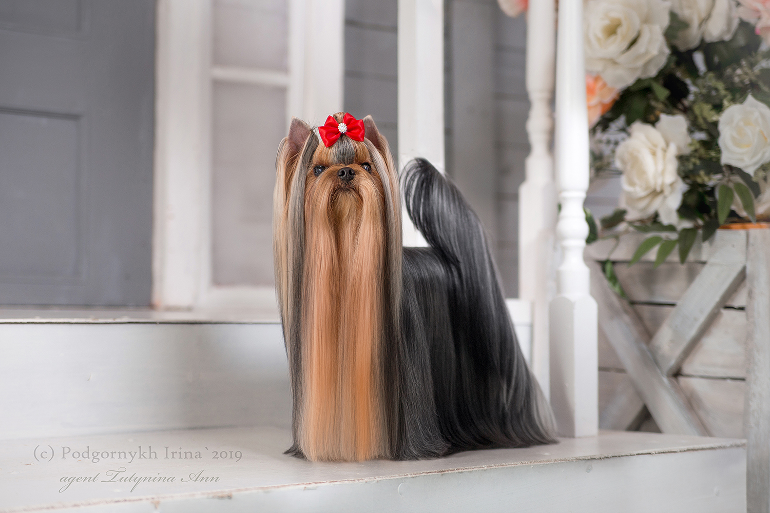  FAVOURITE WINNERS RESPECT &mdash; Labaza DogPedigree YorkshireTerrier