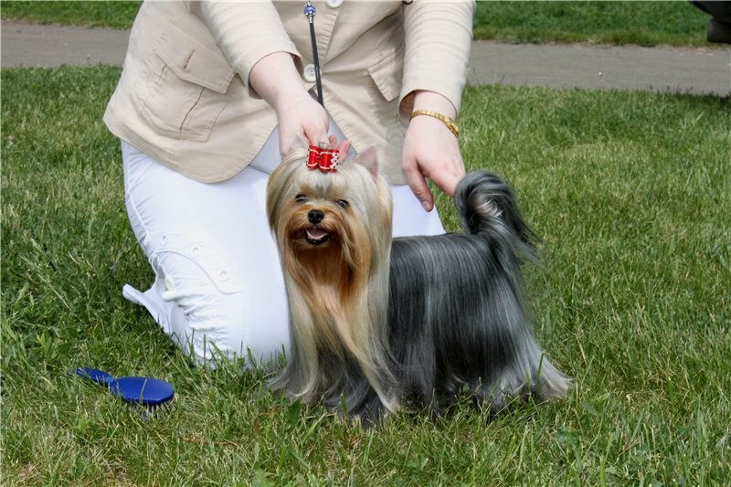 TOY SAVOY HAPPY BOY FOR VIDEO STAR