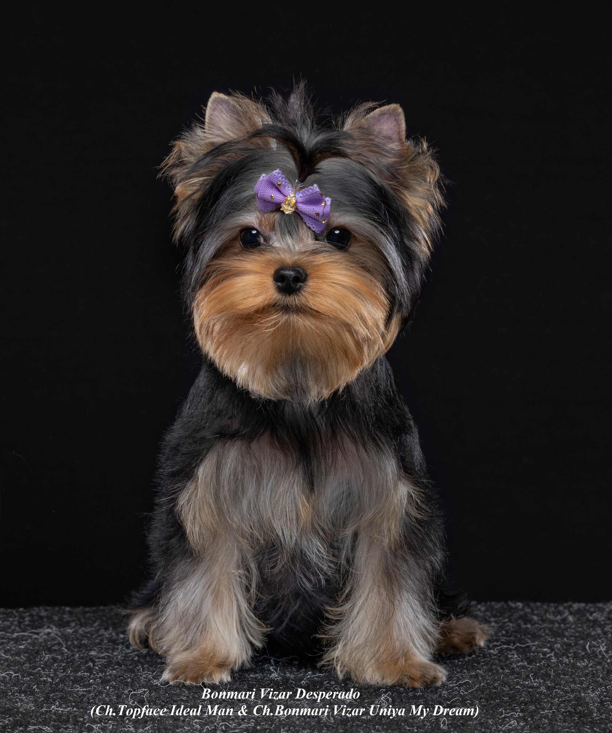 BONMARI VIZAR BONMARI VIZAR DESPERADO &mdash; Labaza DogPedigree YorkshireTerrier