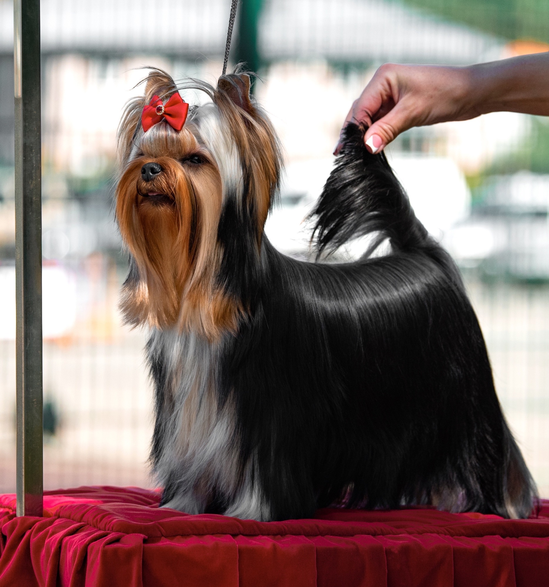  KRISTALNAYA VUAL MARGARITA &mdash; Labaza DogPedigree YorkshireTerrier