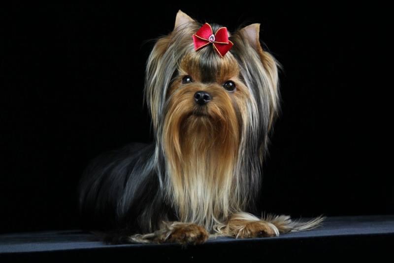 MITTENS SKAI AZHESAIYA KRISTALNAYA VUAL &mdash; Labaza DogPedigree YorkshireTerrier
