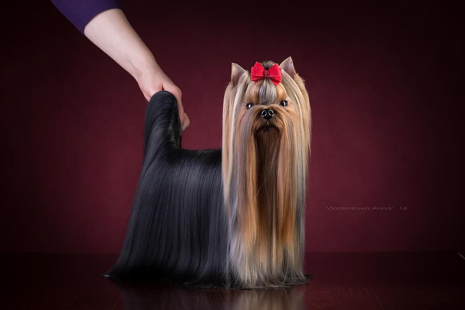  MAGIC SILK CHALLENGE &mdash; Labaza DogPedigree YorkshireTerrier