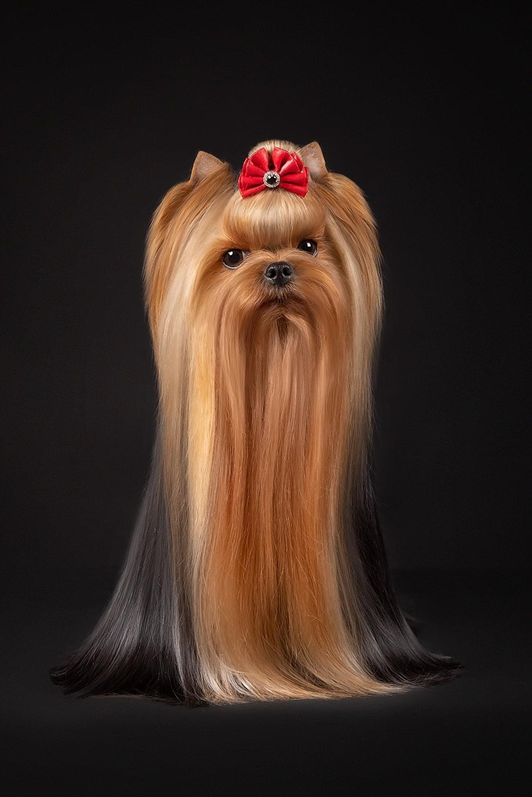 Elegant Baubles ELEGANT BAUBLES YELLOW ROLY POLY &mdash; Labaza DogPedigree YorkshireTerrier