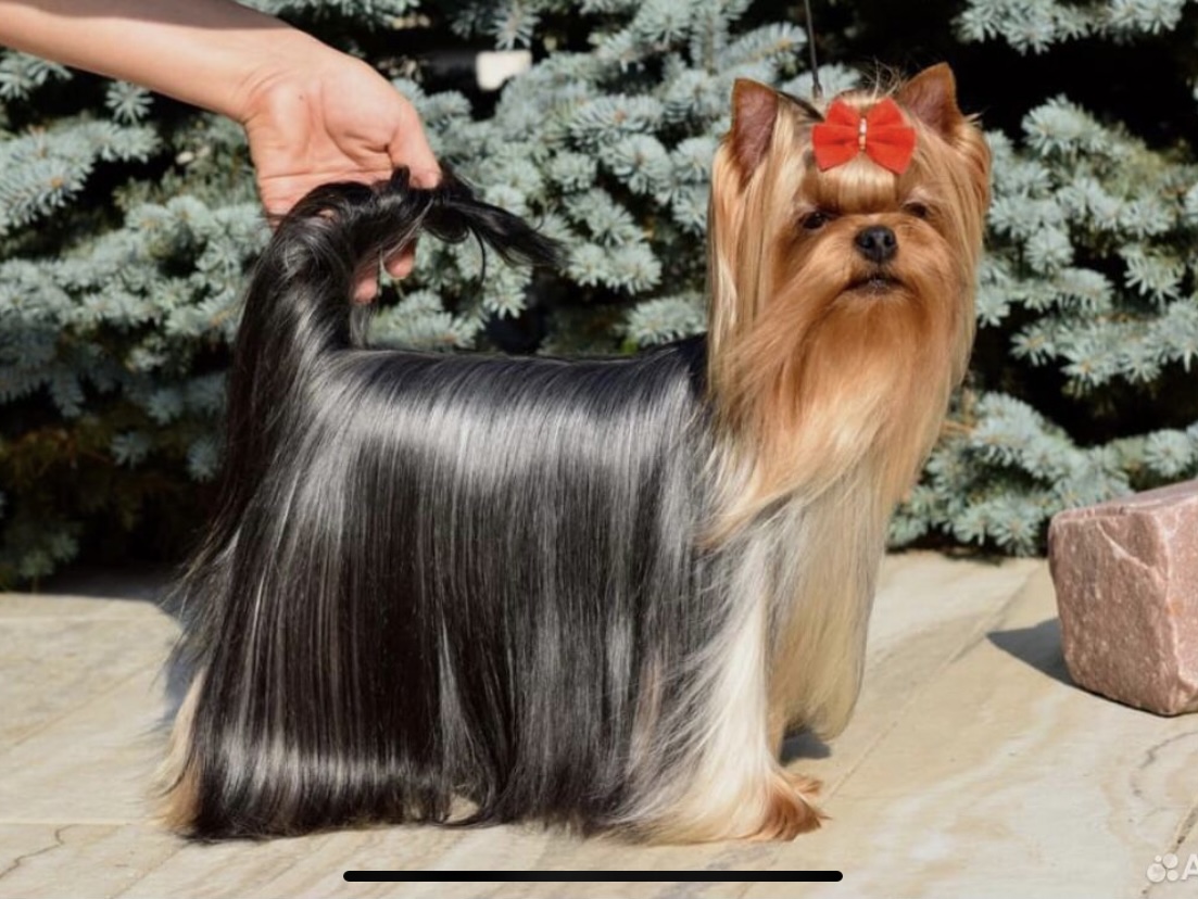  Magical Fantasy Be My Dream &mdash; Labaza DogPedigree YorkshireTerrier