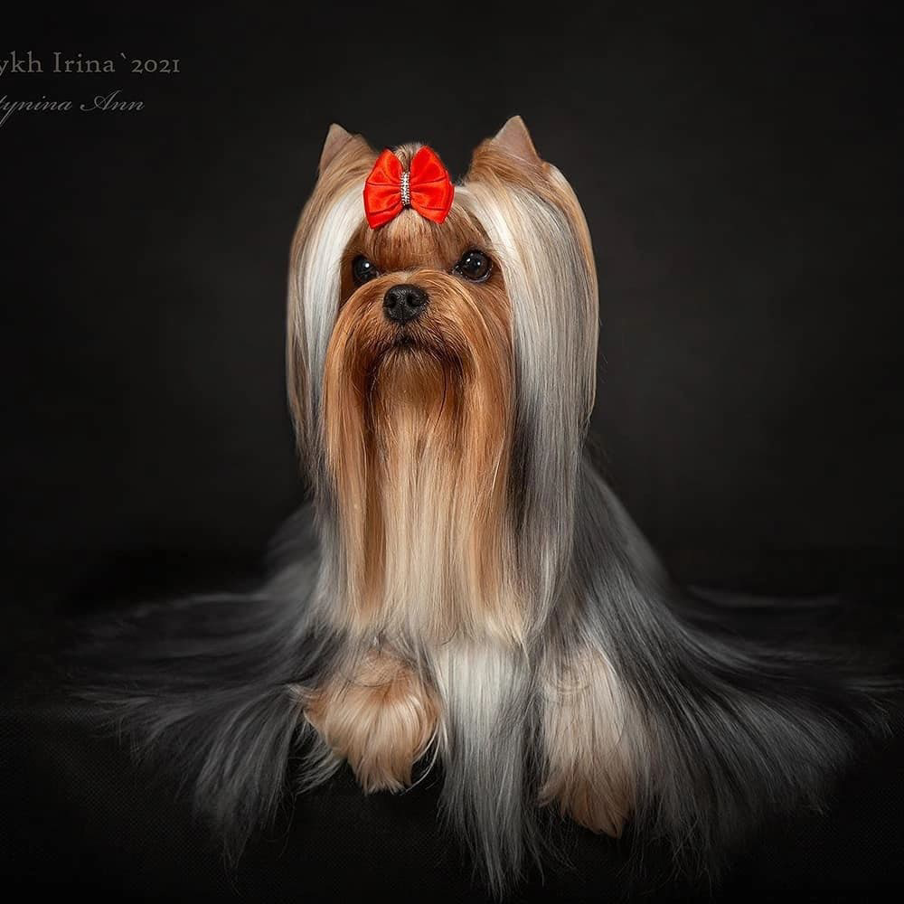  FAVOURITE WINNERS TRIXIE &mdash; Labaza DogPedigree YorkshireTerrier