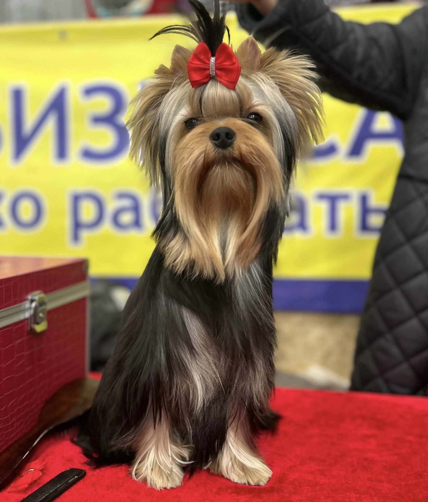 MARVIN &mdash; Labaza DogPedigree YorkshireTerrier