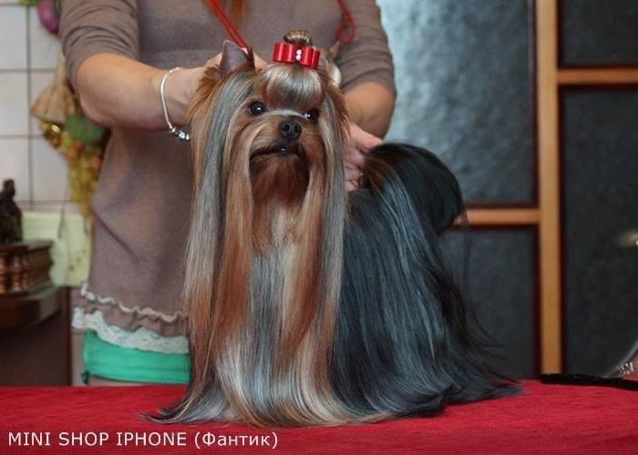 MINI SHOP IPHONE &mdash; Labaza DogPedigree YorkshireTerrier