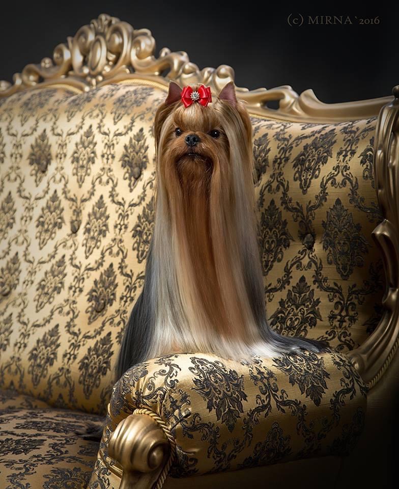  ANGEL AKWAMARIN ORNELLA-II &mdash; Labaza DogPedigree YorkshireTerrier