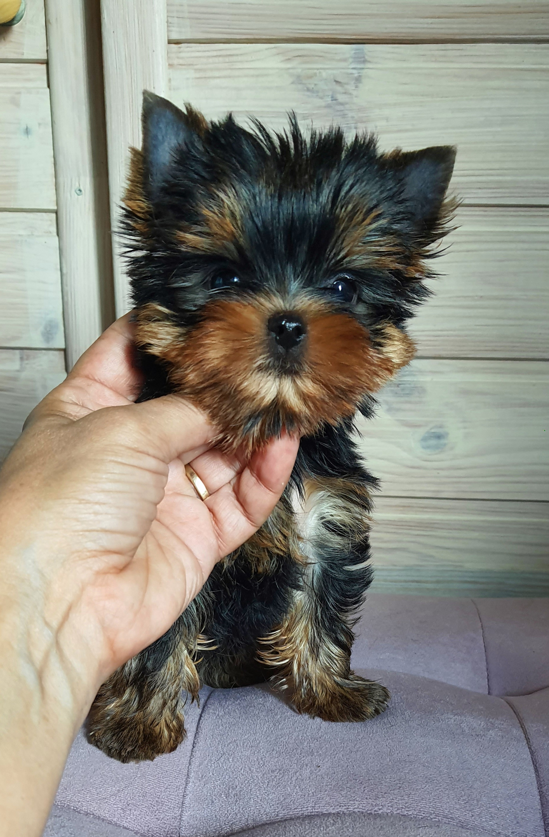 Wellary Wellary Surprise &mdash; Labaza DogPedigree YorkshireTerrier