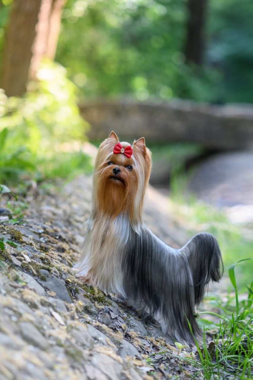 Laranta LARANTA FLORENCE DAREL &mdash; Labaza DogPedigree YorkshireTerrier