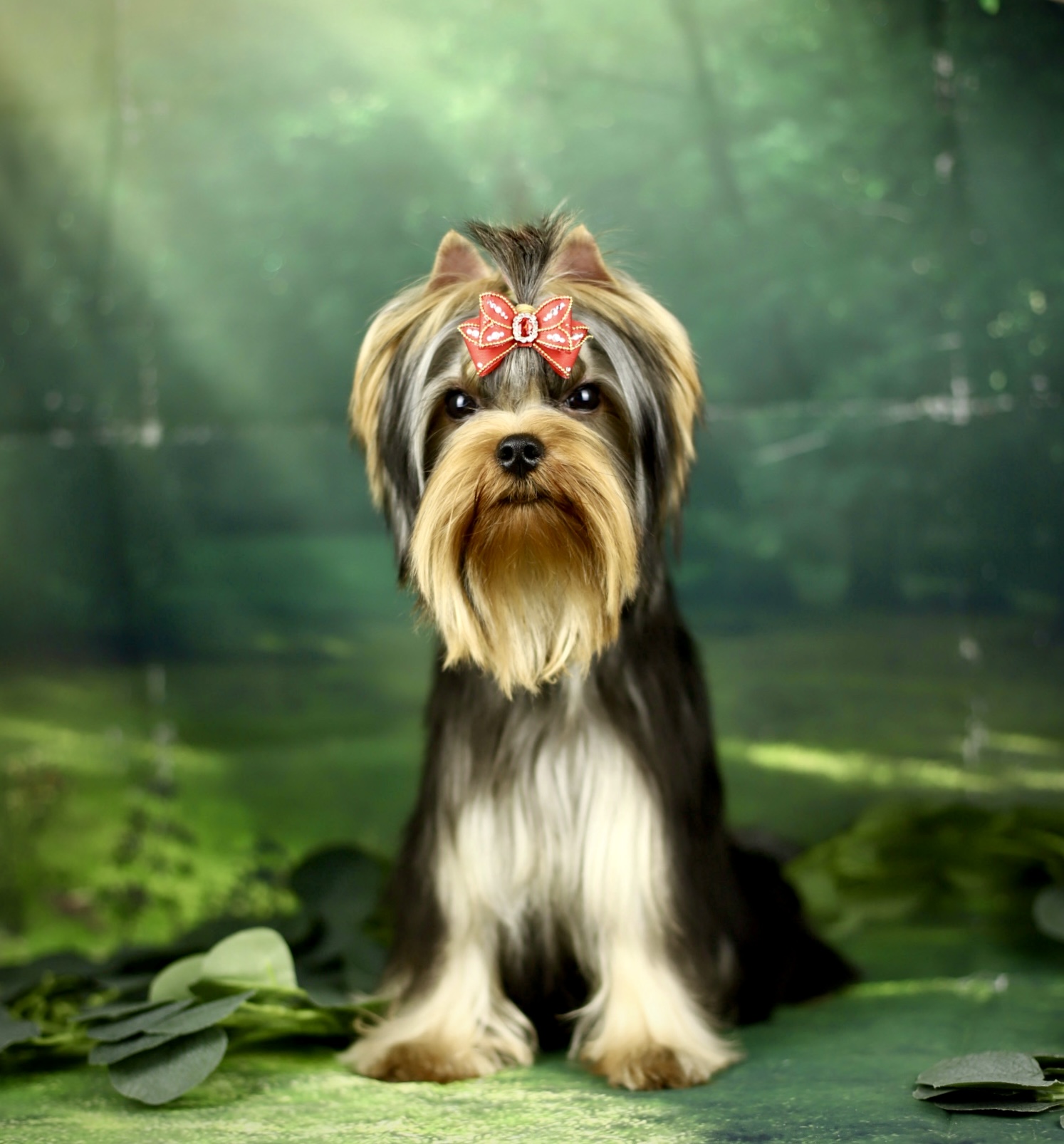 Anymarish SHANTI BI ANYMARISH &mdash; Labaza DogPedigree YorkshireTerrier
