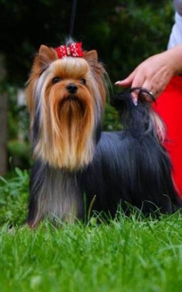  CAPITAN DAVY JONS STRIBRNY DAR &mdash; Labaza DogPedigree YorkshireTerrier