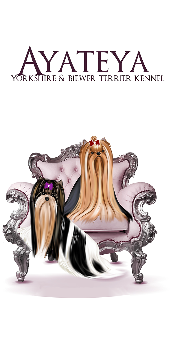 Ayateya Kennel &mdash; Labaza DogPedigree YorkshireTerrier