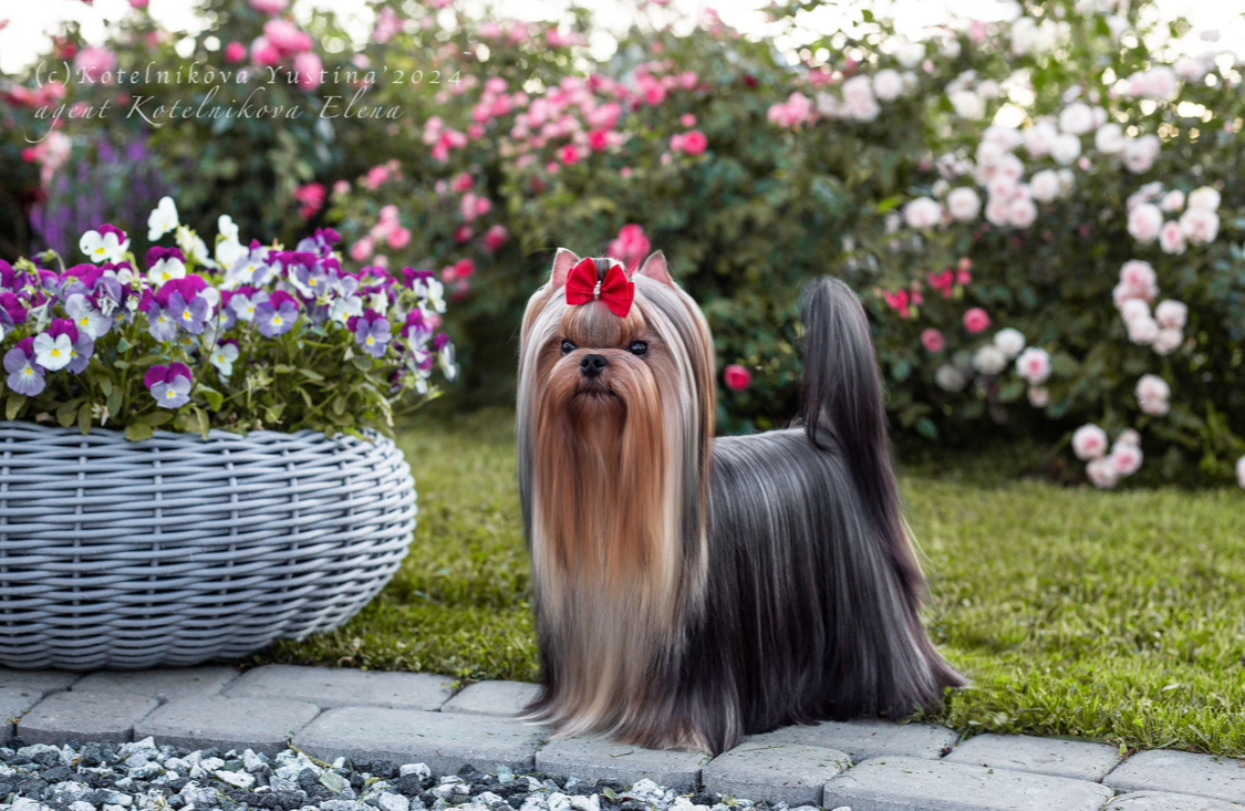 Primavera Incanta PRIMAVERA INCANTA BACCARA &mdash; Labaza DogPedigree YorkshireTerrier