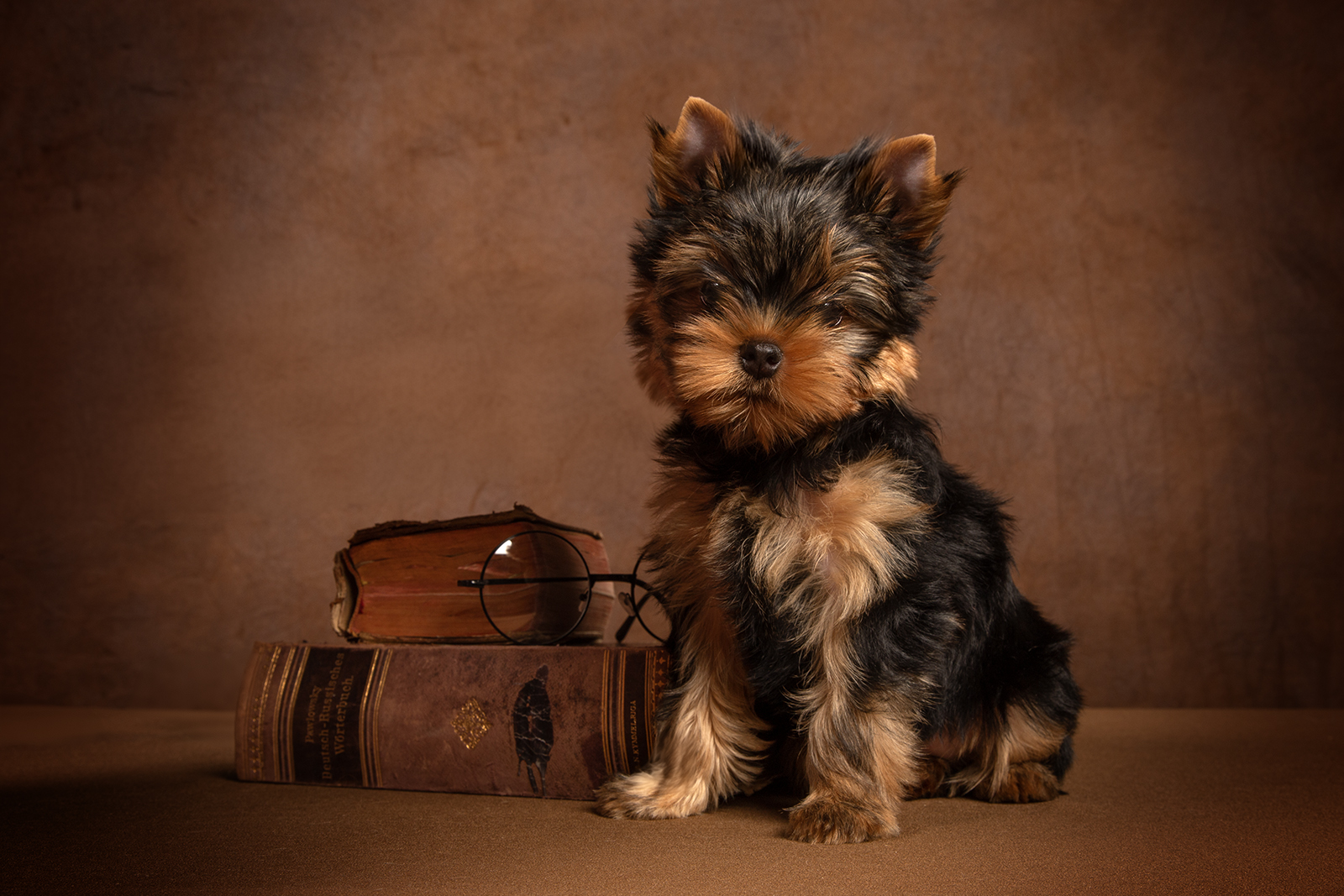 WONDERFORM WONDERFORM FORD MUSTANG &mdash; Labaza DogPedigree YorkshireTerrier