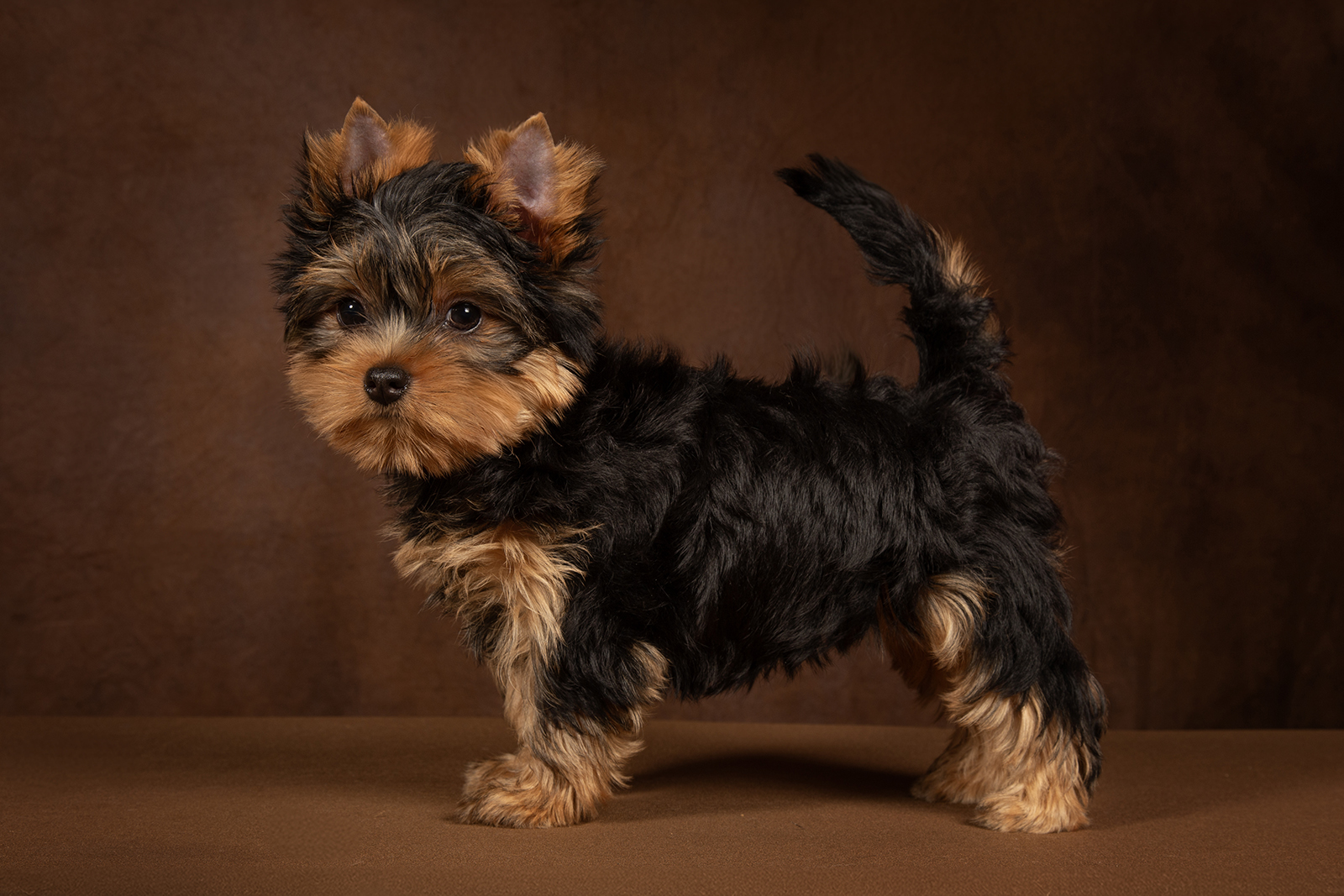 WONDERFORM WONDERFORM FERRARI CHALLENGE &mdash; Labaza DogPedigree YorkshireTerrier