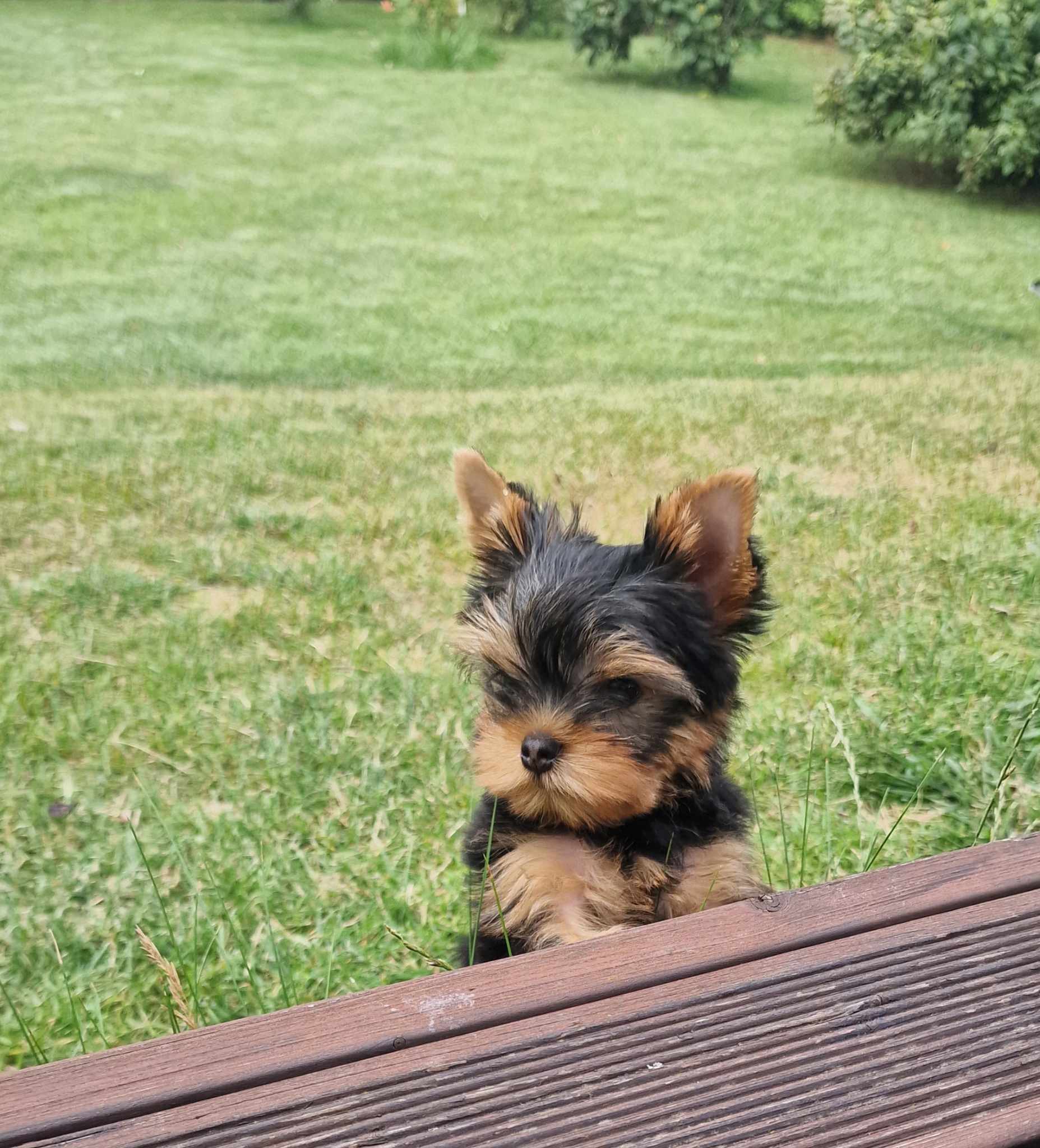 WONDERFORM WONDERFORM FACEL VEGA ELEGANT &mdash; Labaza DogPedigree YorkshireTerrier
