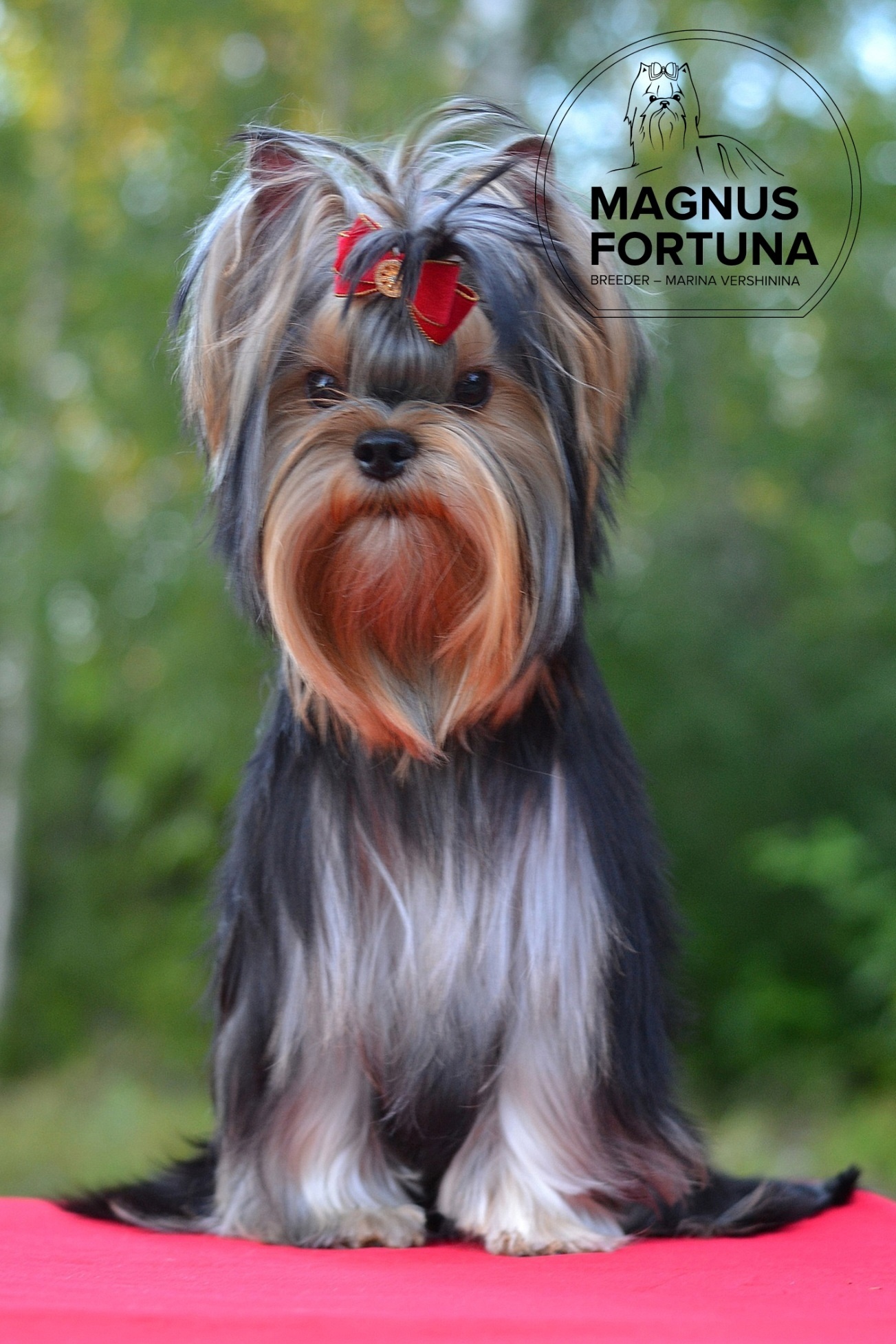 MAGNUS FORTUNA MAGNUS FORTUNA ORLANDO &mdash; Labaza DogPedigree YorkshireTerrier