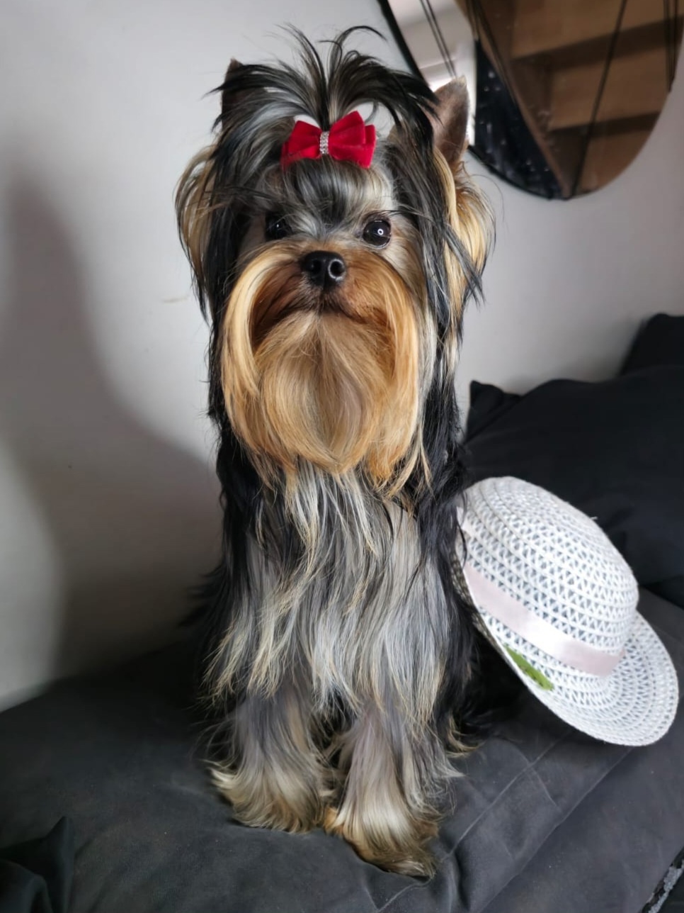 MAGNUS FORTUNA MAGNUS FORTUNA ORION &mdash; Labaza DogPedigree YorkshireTerrier