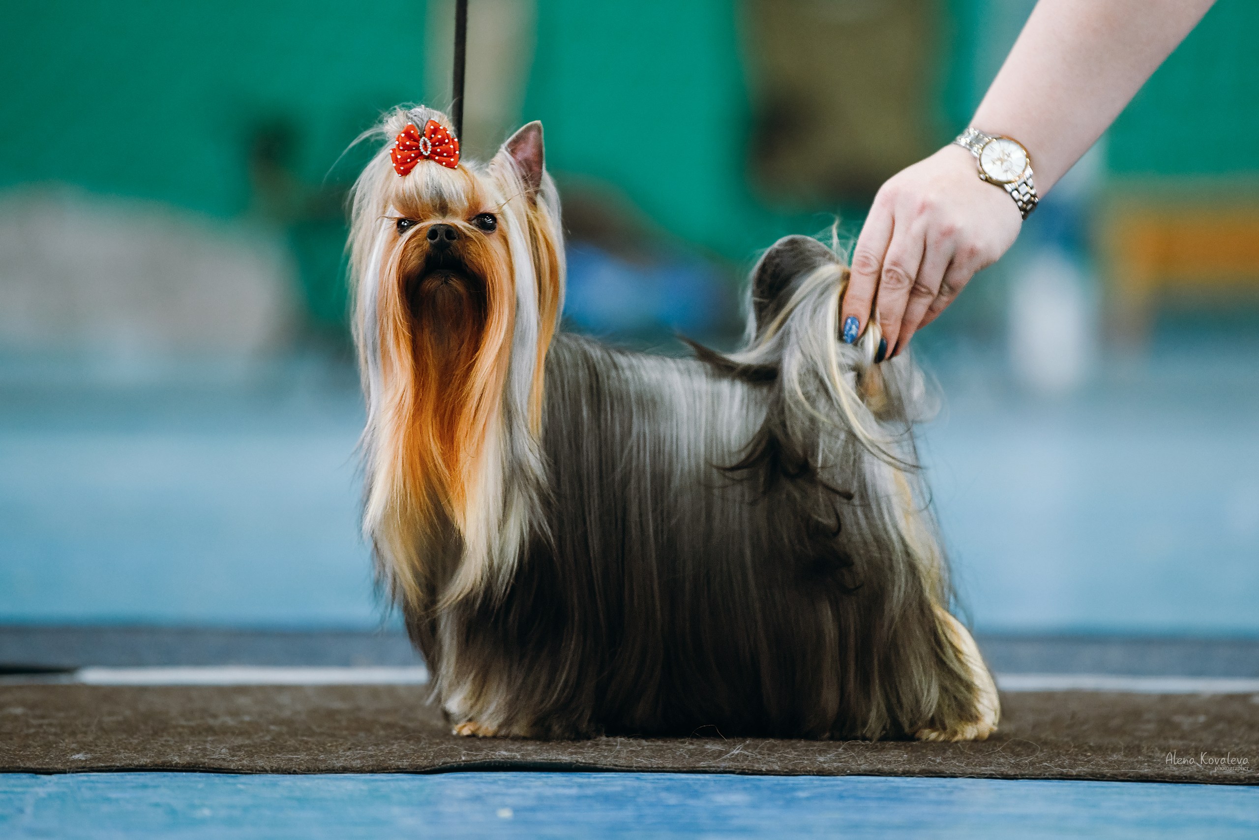  SCARB POLESSYA ANNABELL &mdash; Labaza DogPedigree YorkshireTerrier